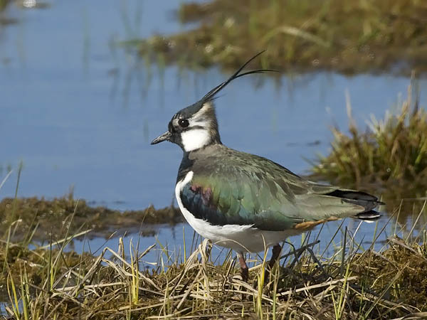 Töyhtöhyyppä, Northern Lapwing, Vanellus vanellus